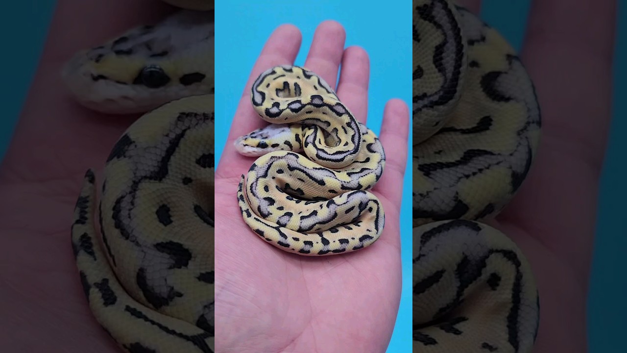 Very Interesting PUZZLE ball python morph COMBO! 🥳🧩🐍