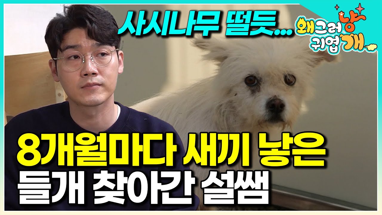 “쉽지 않겠는데… 나이도 있고 너무 무서워하는데”산과 들을 떠도는 들개, 설쌤은 끝내 구조할 수 있을까?│#왜그러냥귀엽개