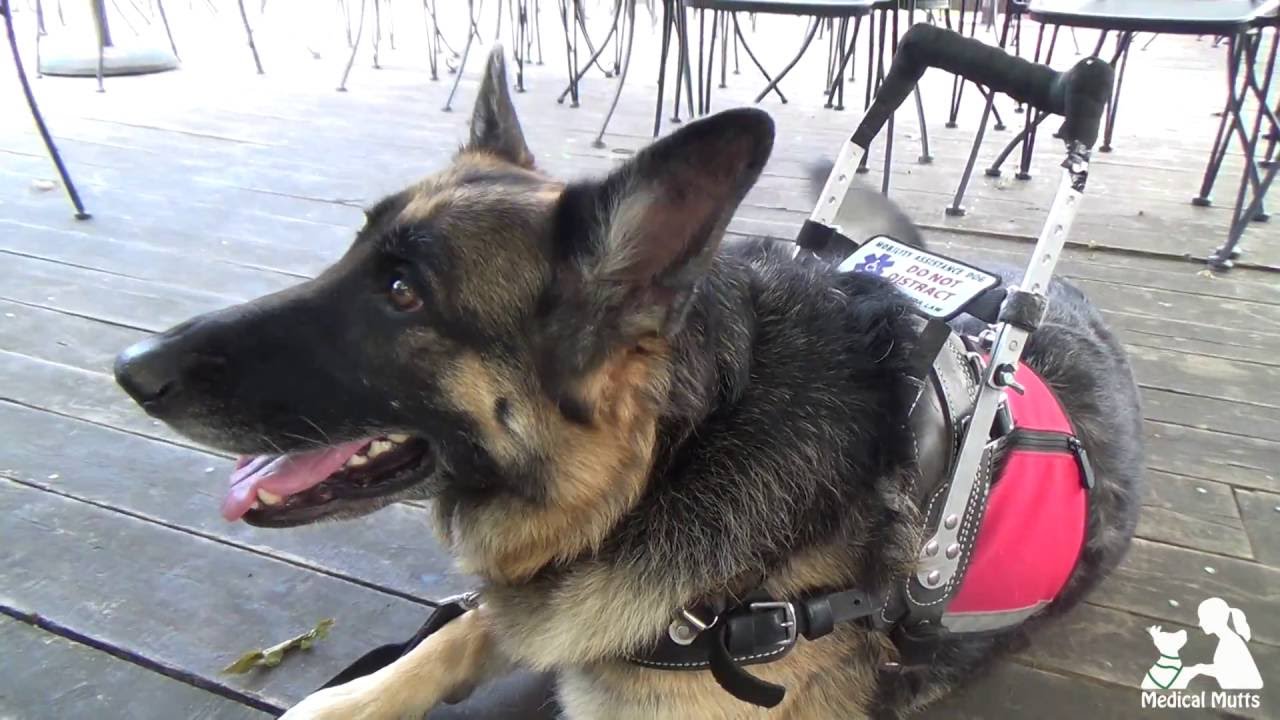 Balance Assistance Dog - Louise & Gretchen