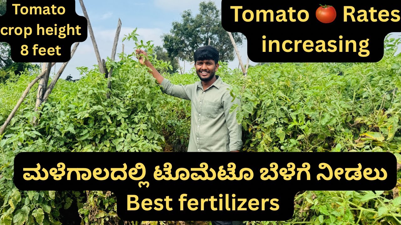 Rainy Season Tomato Fertilizer Guide | Use 0:52:34, 0:42:42, Potassium Schoenite & Thiosulfat