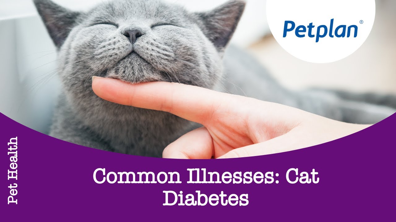Cat Illness: Signs of Cat Diabetes - Petplan