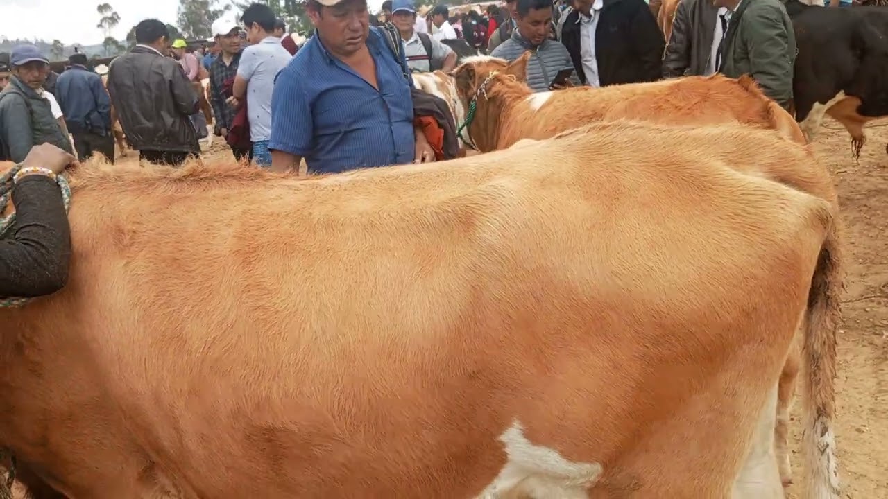 en la feria ganadera en los corrales  Cutervo dpto.de Cajamarca Perú vídeo 2..
