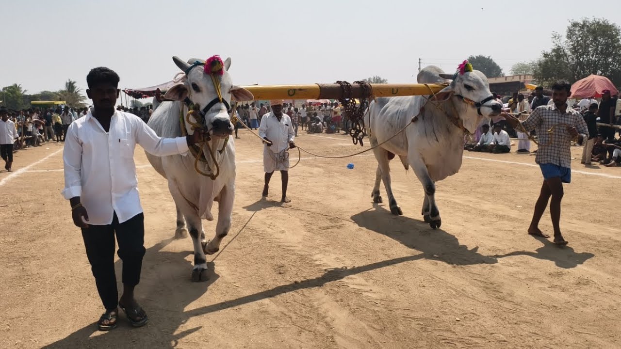 2026-పోల్కల్ న్యూ క్యాటగిరి విభాగం డ్రాలో 2వ జత J. K. D BULLS