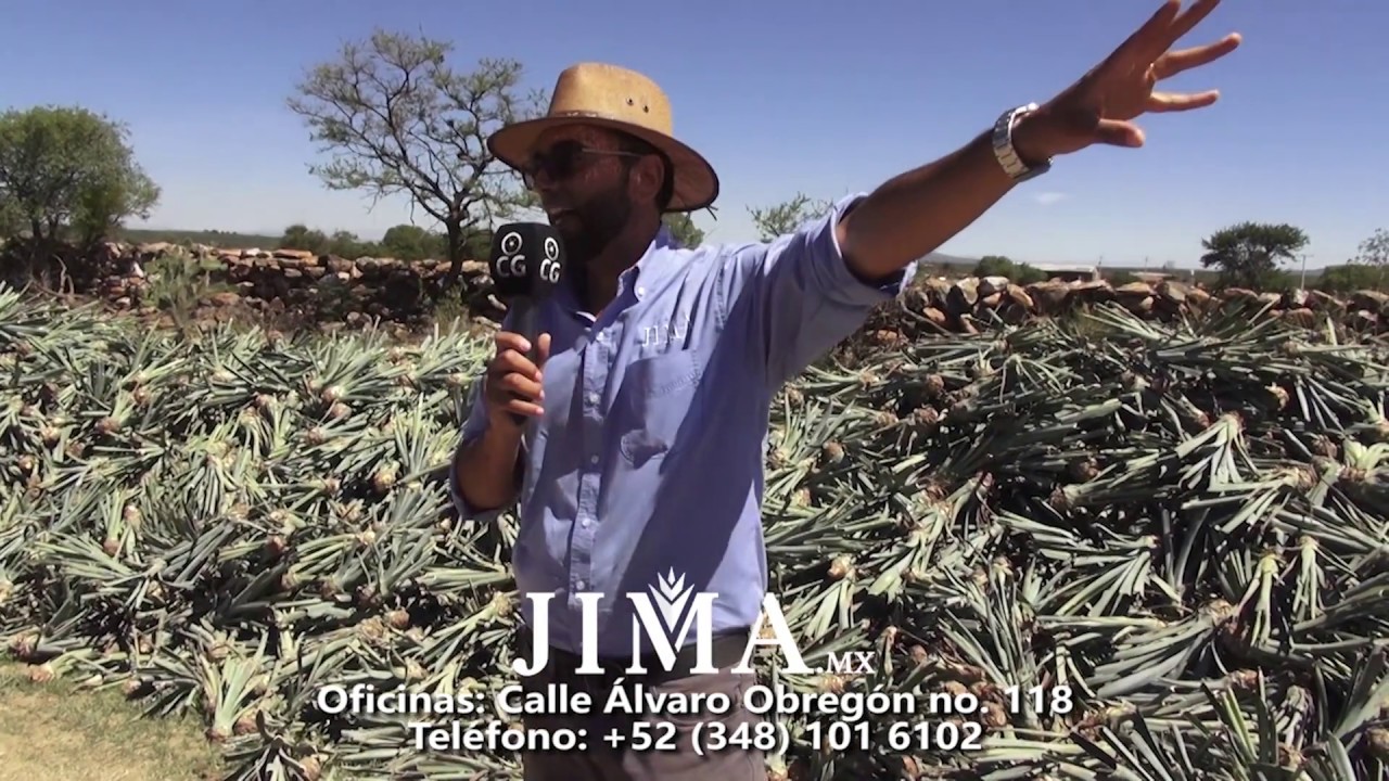 PLANTACIÓN DE AGAVE EN MARAVILLAS CON SOCIOS INVERSIONISTAS DE JIMA