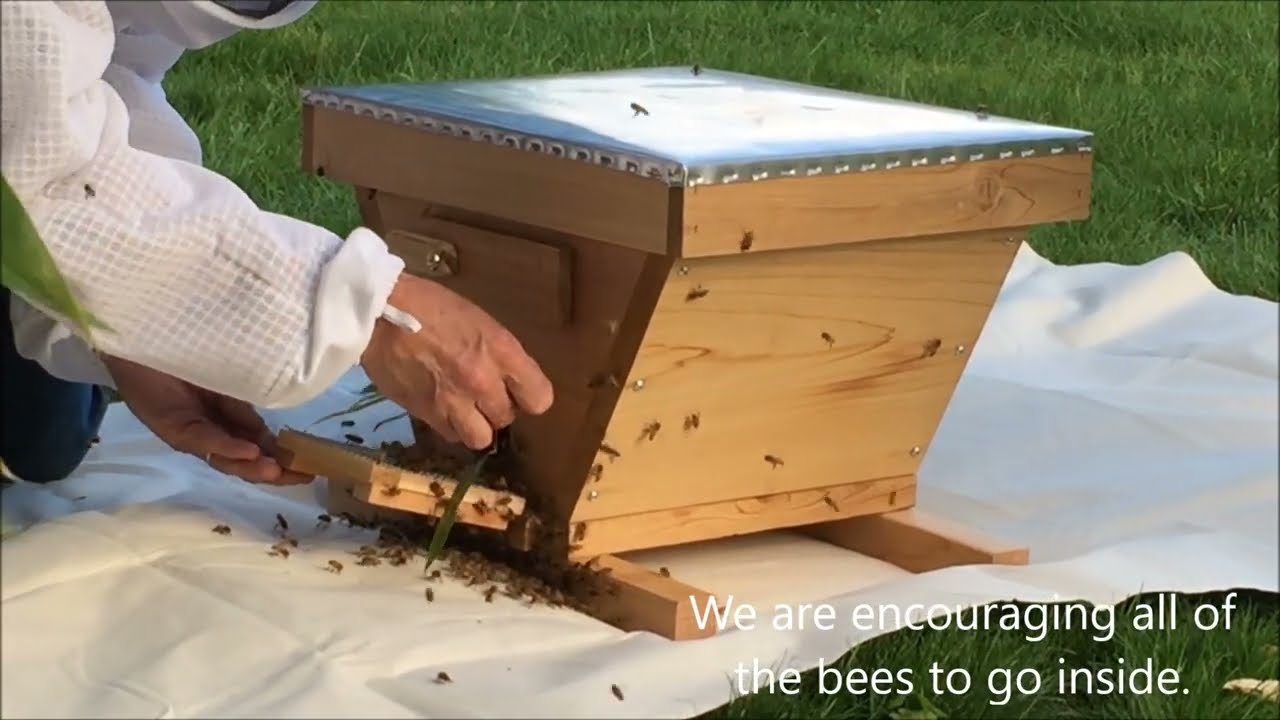 First swarm