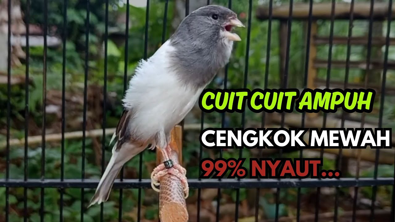 KENARI GACOR  Cuit CUIT BIRAHI SUARA Kenari MASTERAN TERBAIK UNTUK PANCINGAN & MASTERAN Kenari PAUD