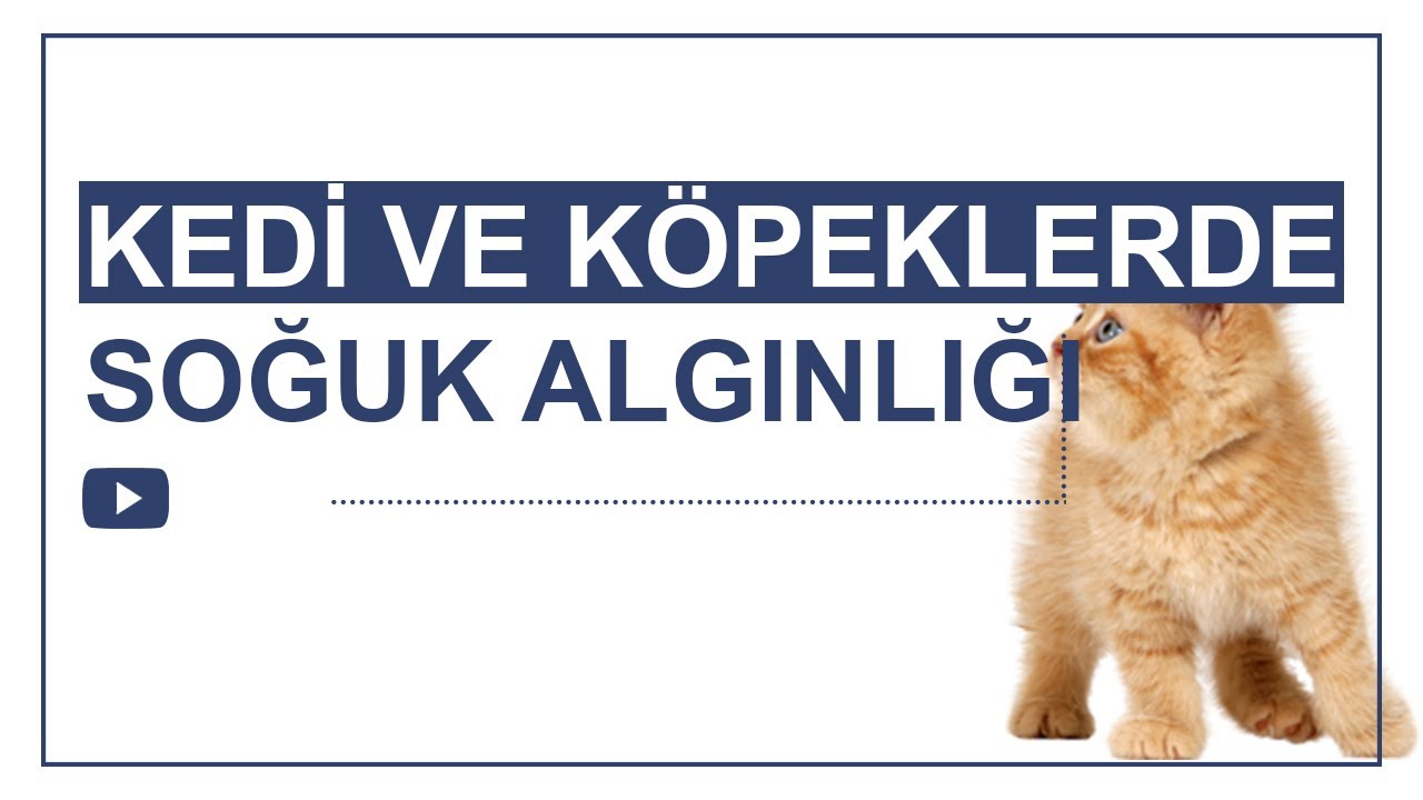 KEDİ VE K&Ouml;PEKLERDE SOĞUK ALGINLIĞI EVDE TEDAVİ?