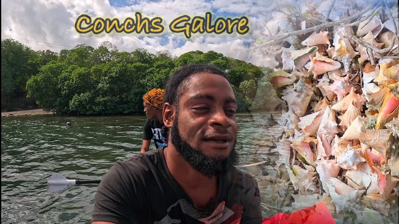 Kayaking into a Bed of Conchs, Conch Galore