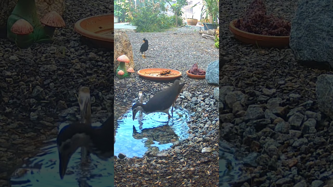 🐧white breasted waterhen bird sound 🦢