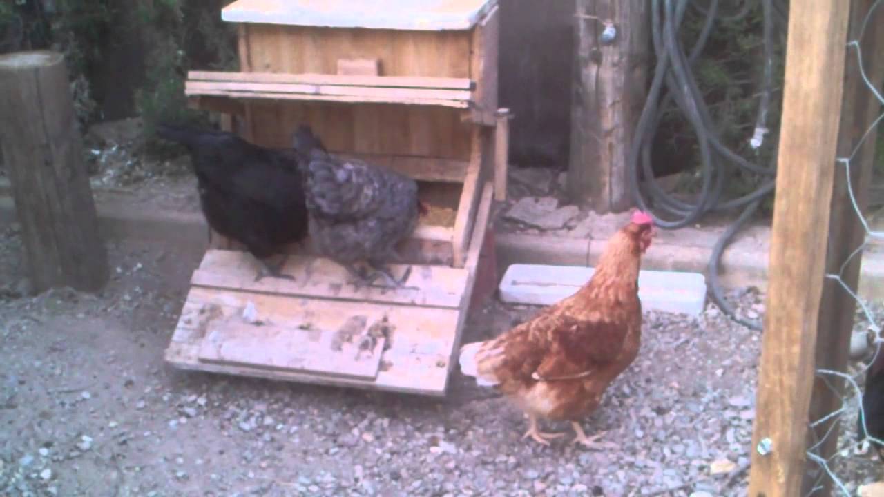 comedero automatico para gallinas