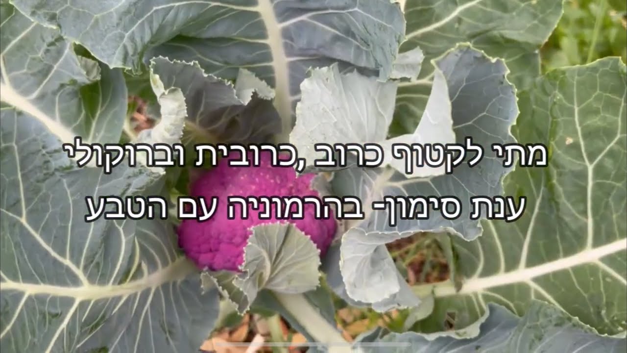 גידולירקות: מתי לקטוף ברוקולי, כרובית  וכרוב