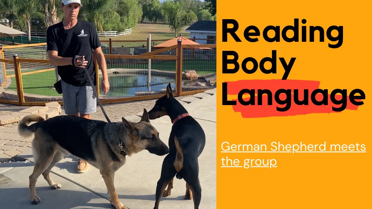 Large German Shepherd meets Prince and learn about body language.