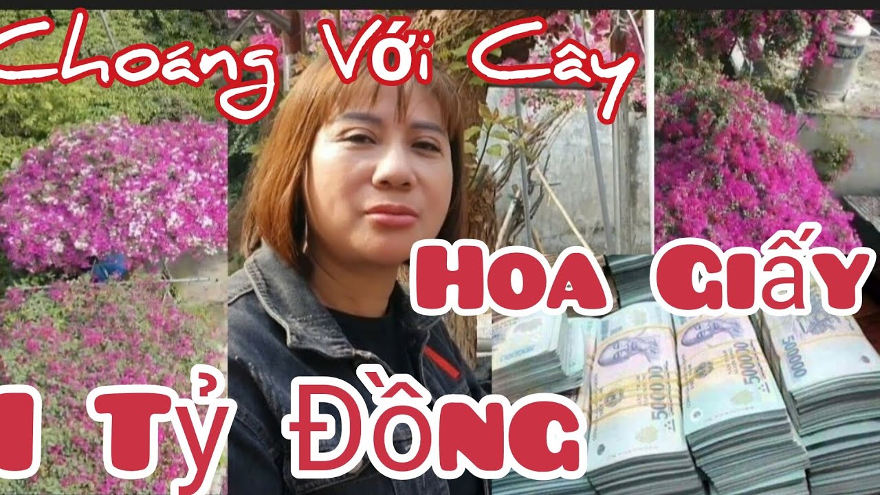 Lạc vào rừng Hoa Giấy, có cây 1 tỷ và hàng trăm tác phẩm đặc sắc của Nữ Hoàng Hoa Giấy - Ninh Bình.