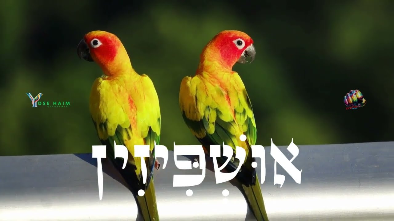 טראנס אושפיזין - Trance  Ushpizin