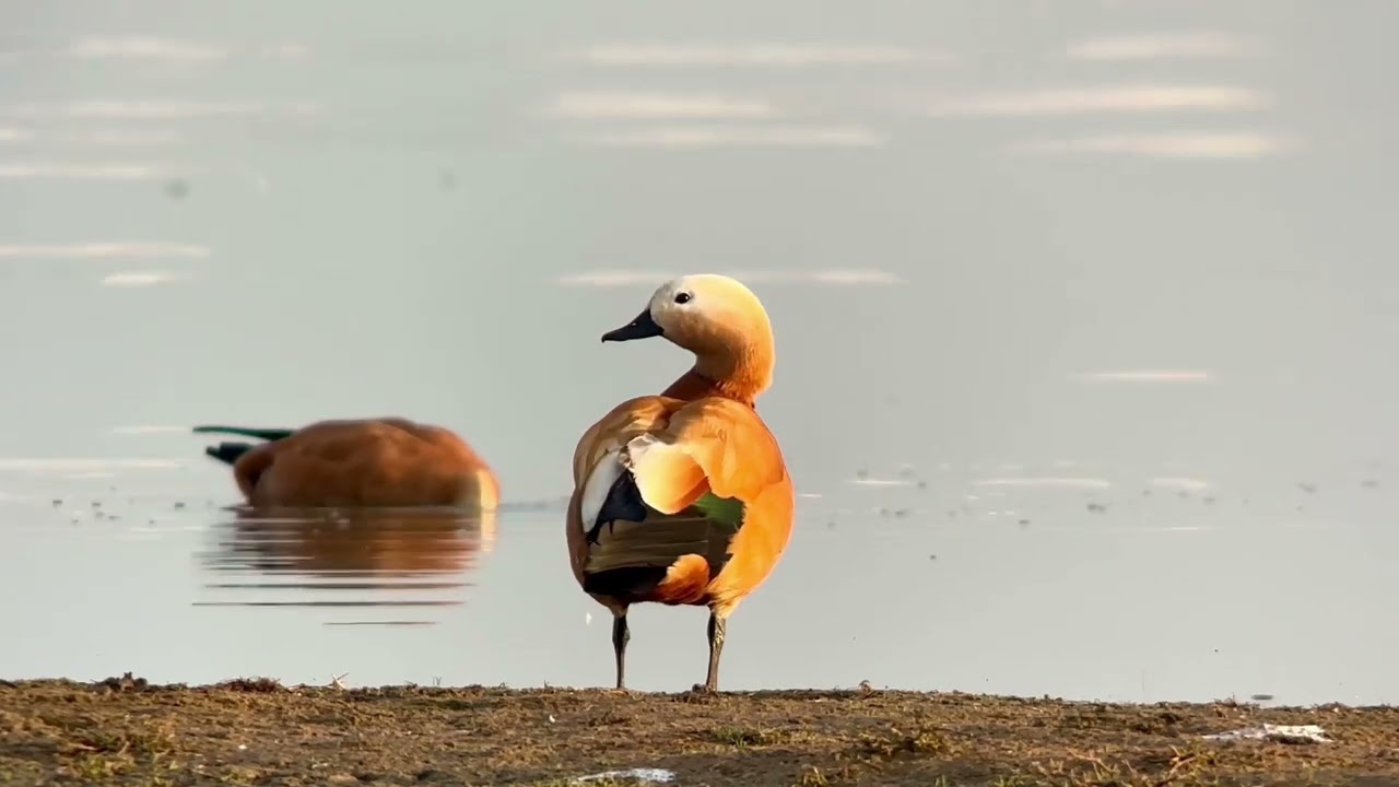 Tadorne casarca, tissu shelduck, Tadorna ferruginea, Oued Ksob, Maroc, Décembre 2024