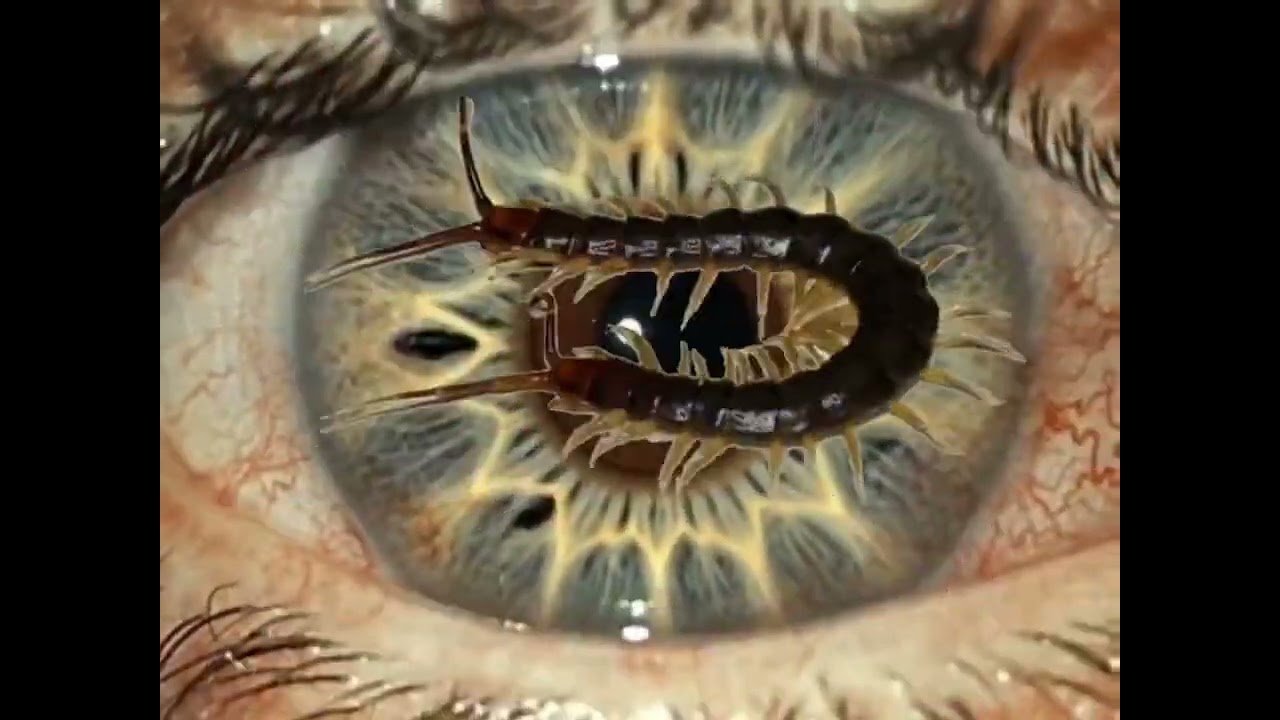 Bleed Out In The Snow ( VISUALS VIDEO ) 