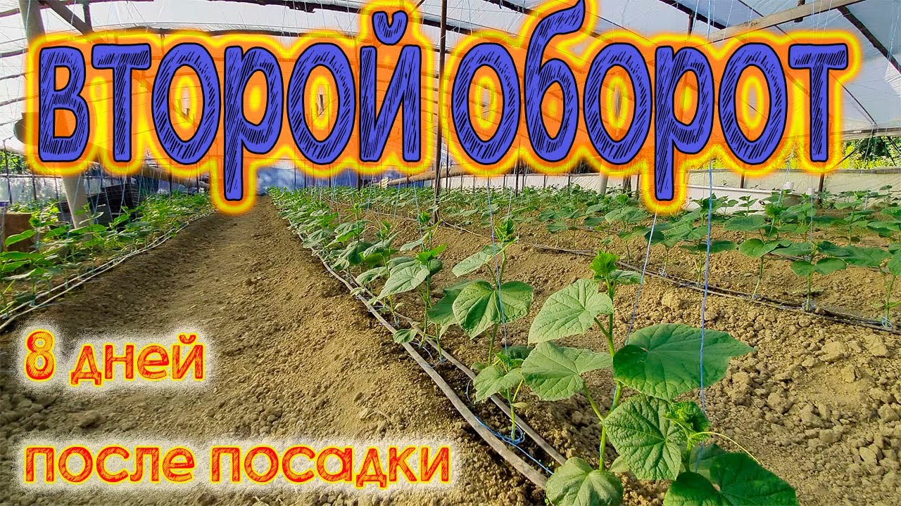 Что творится с нашими огурцами в теплице. Второй оборот.
