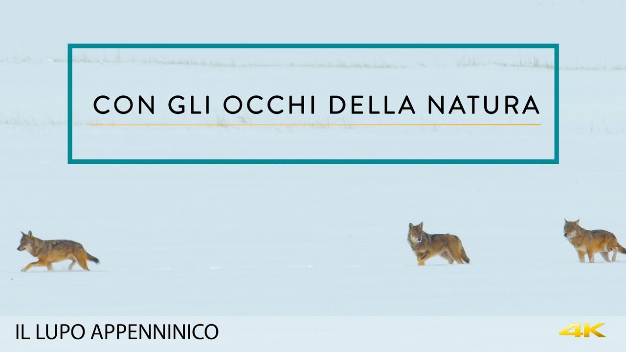 CON GLI OCCHI DELLA NATURA - IL LUPO APPENINICO 4K