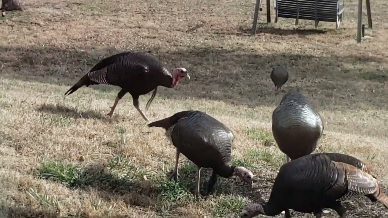 WILD TURKEYS IN TENNESSEE #nature #naturelovers #naturephotography 