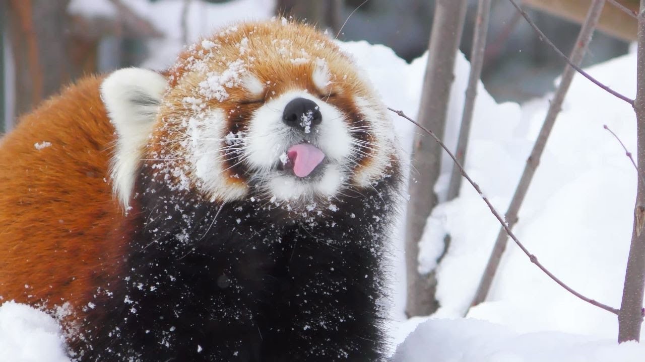 【レッサーパンダ】カラスと小百合　雪まみれの顔のエイタ　円山動物園
