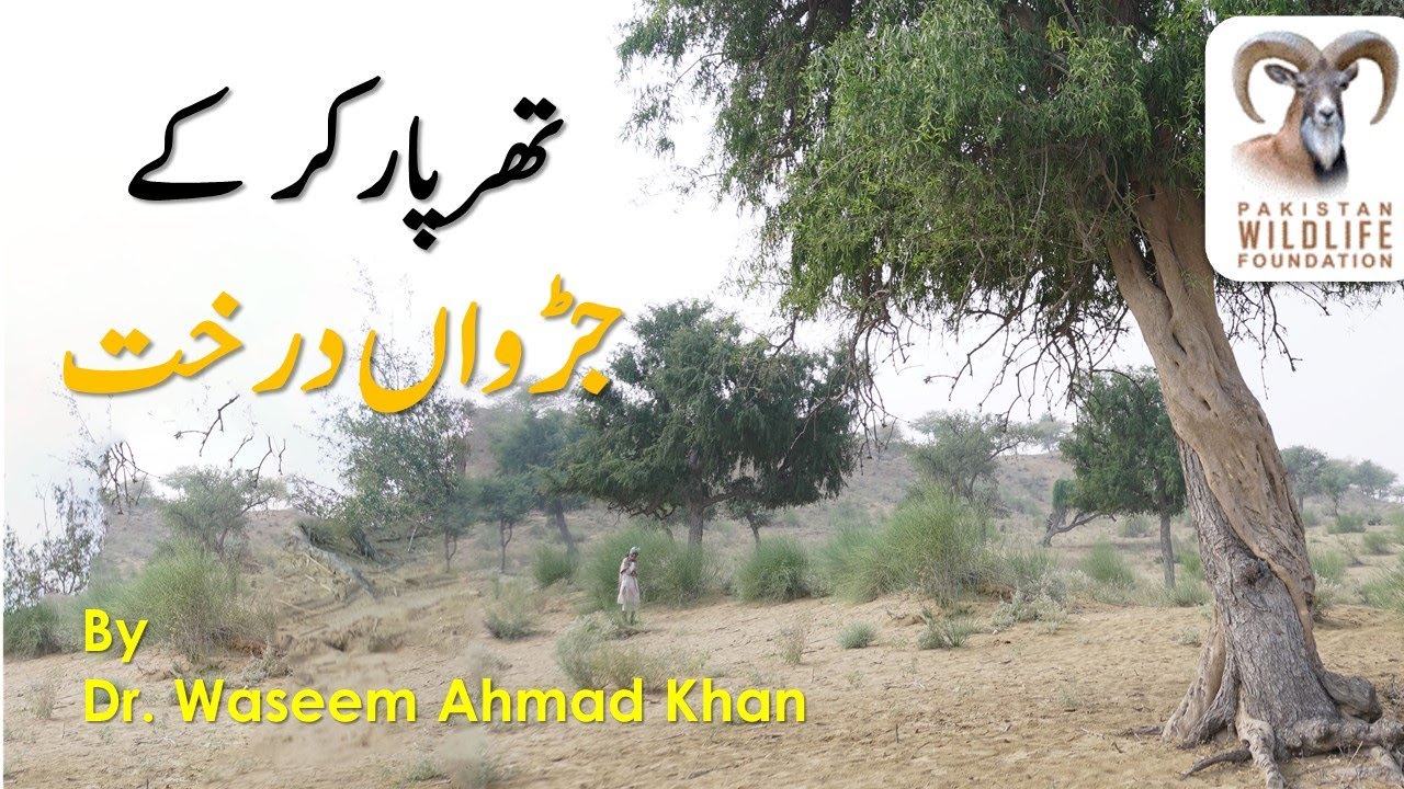 Symbiosis in Trees of Tharparkar / Tharparkar ke Jurwan Darakht