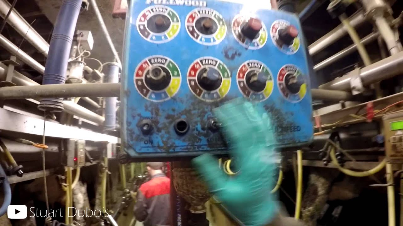 Milking Cows