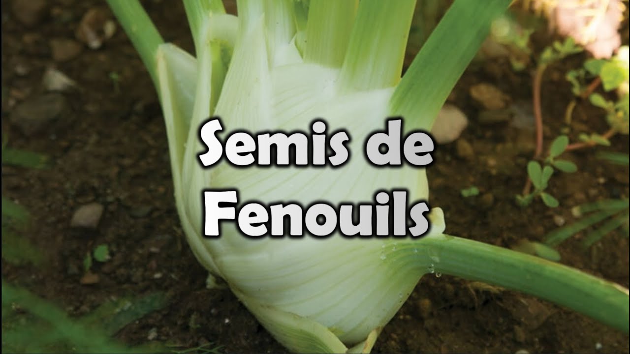 Qu&eacute;bec | FENOUILS | Mes MEILLEURS conseils, SIMPLE et FACILE pour bien r&eacute;ussir ses semis !!