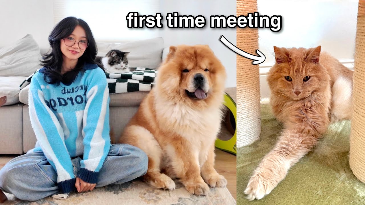 Introducing our Chow Chow and Cats to Senior Cat *Their Reaction*