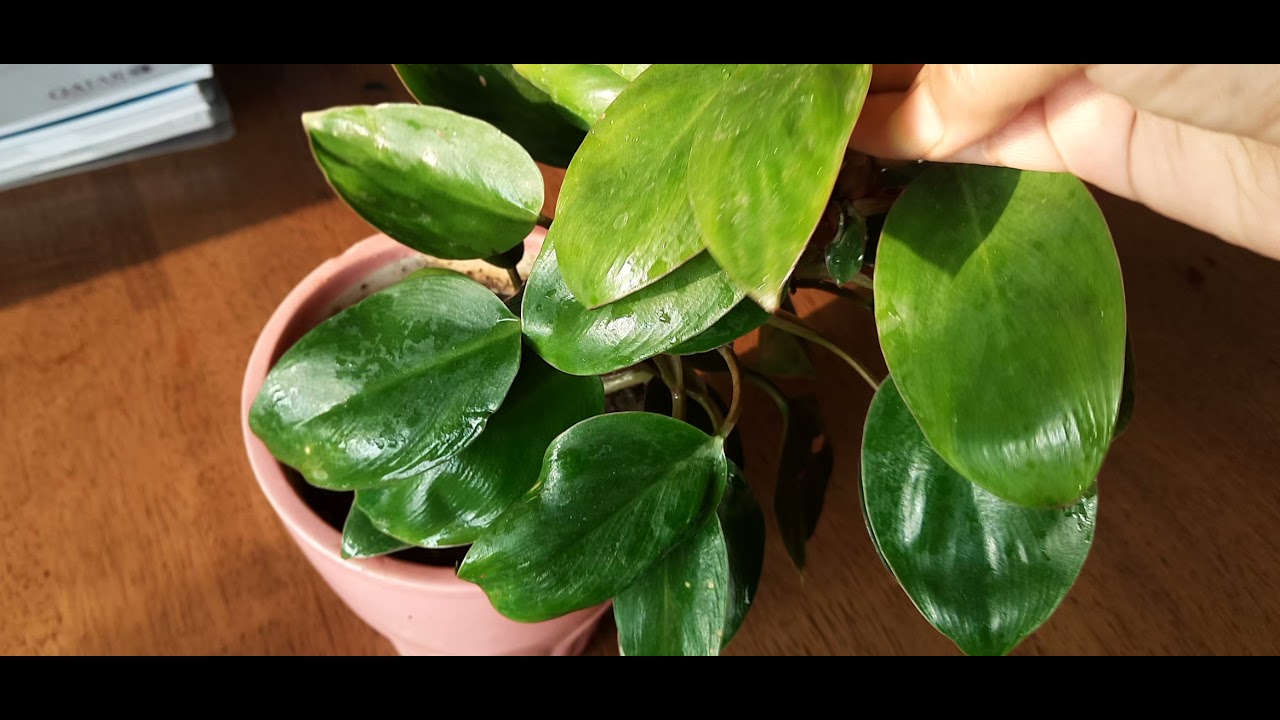 Philodendron Red Congo Dwarf