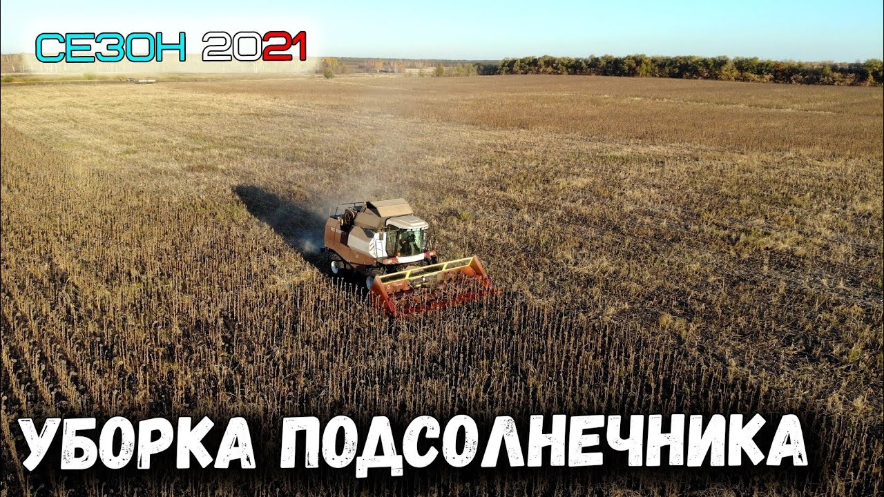Уборка подсолнечника 2021
