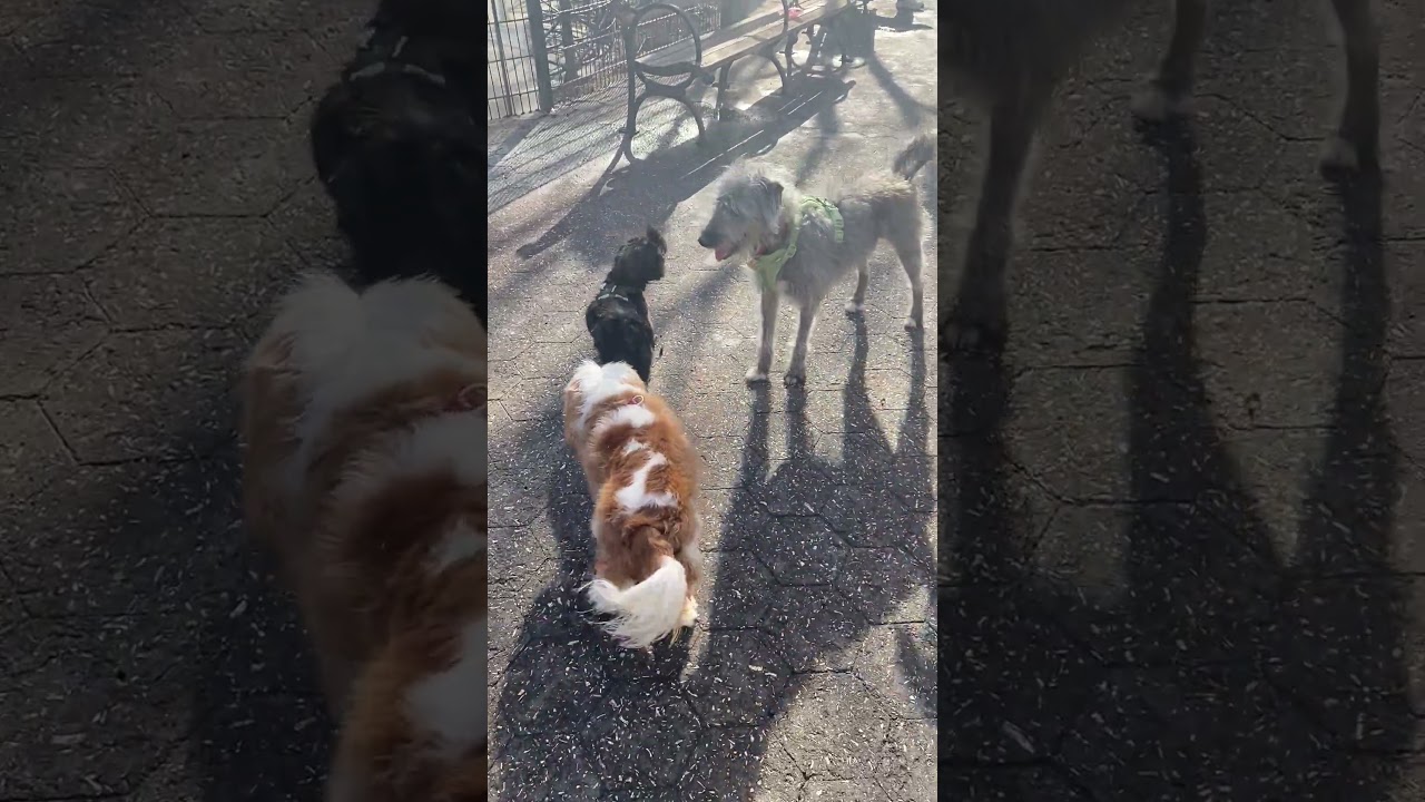 Shih Tzu Kesha Matu at the dog playground 🐶🐕💕