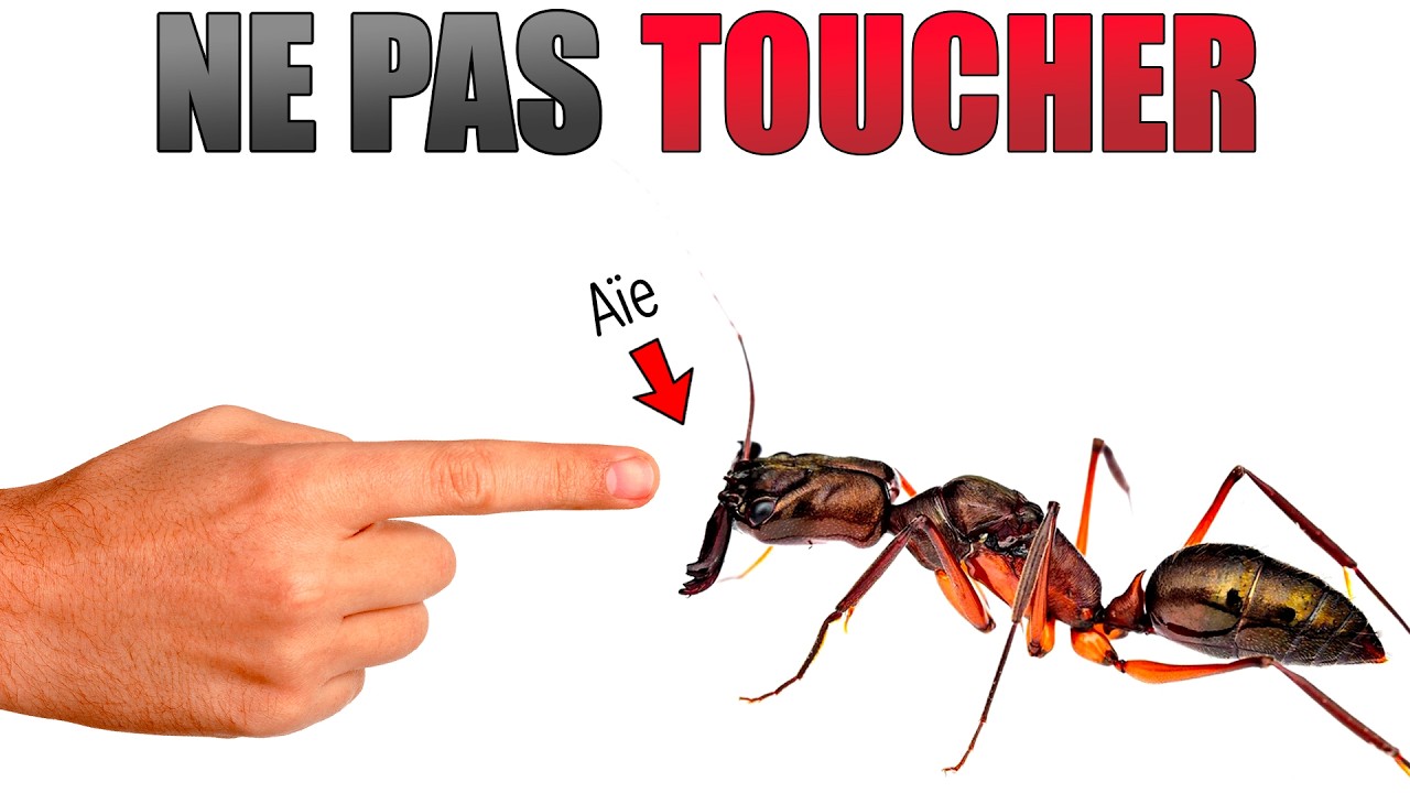 J'ai REÇU une Nouvelle Colonie de Fourmis UNIQUE, voici pourquoi