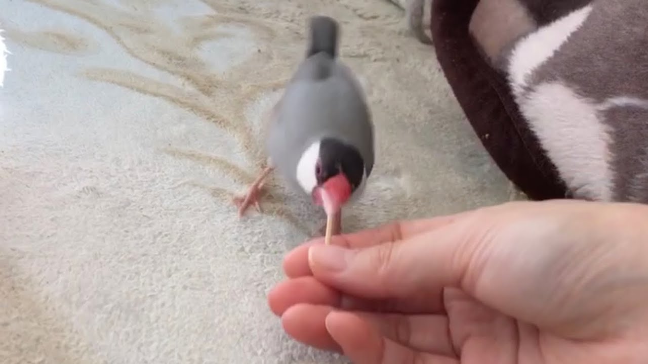 飼い主と藁の取り合いをする文鳥 あずき  Java sparrow