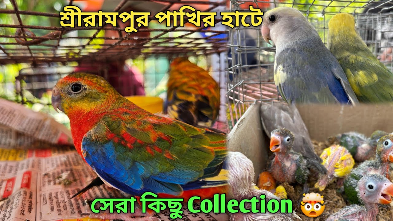 Serampore Pet Market 💥|🔥 Recent Bird Price Update | Premium Quality Love Bird, Finch Bird Etc.🤯