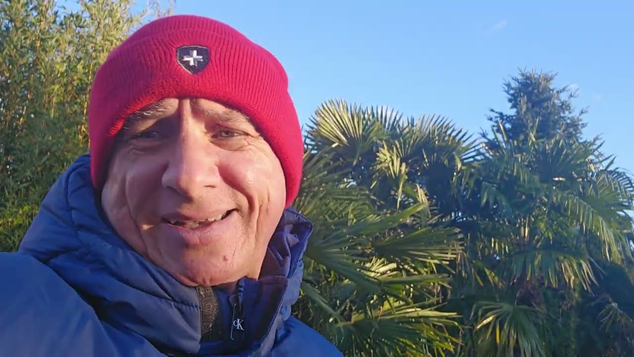 Phoenix robelini. Jedna z najbardziej mrozoodpornych palm świata. Prawdziwy Szok.