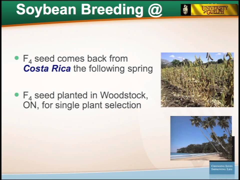 Soybeans: Way More Than Just Nice Yellow Seeds