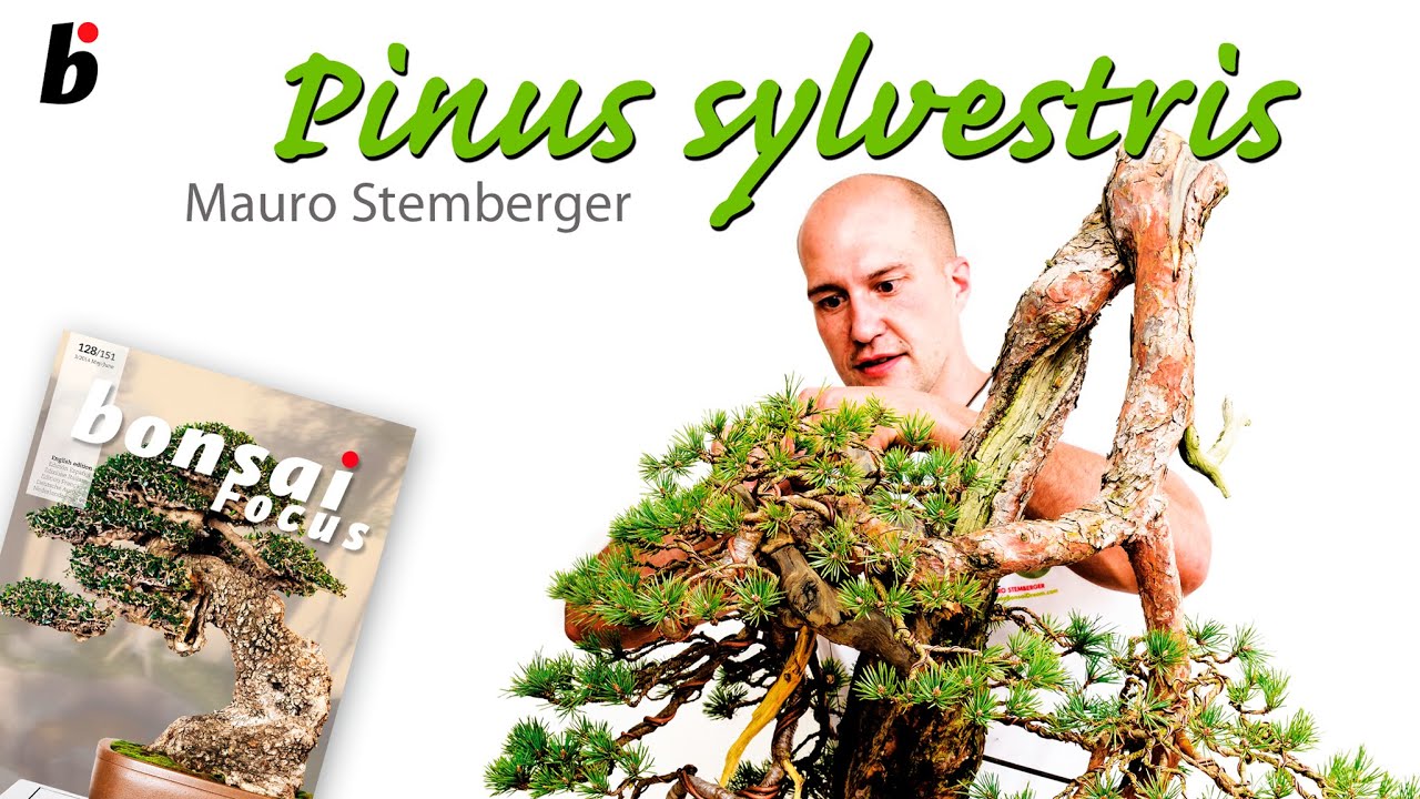 Pinus sylvestris: 'the poledancer' with Mauro Stemberger