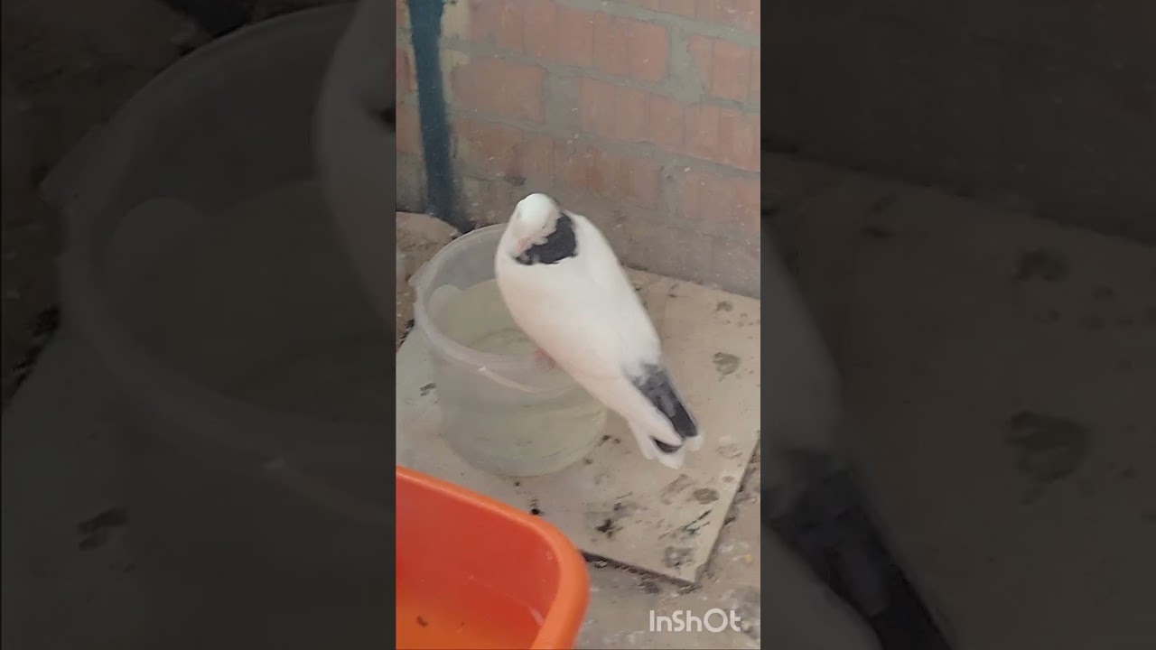 Прилетели 2 новые птички. 🐦🐦 Убралась.
