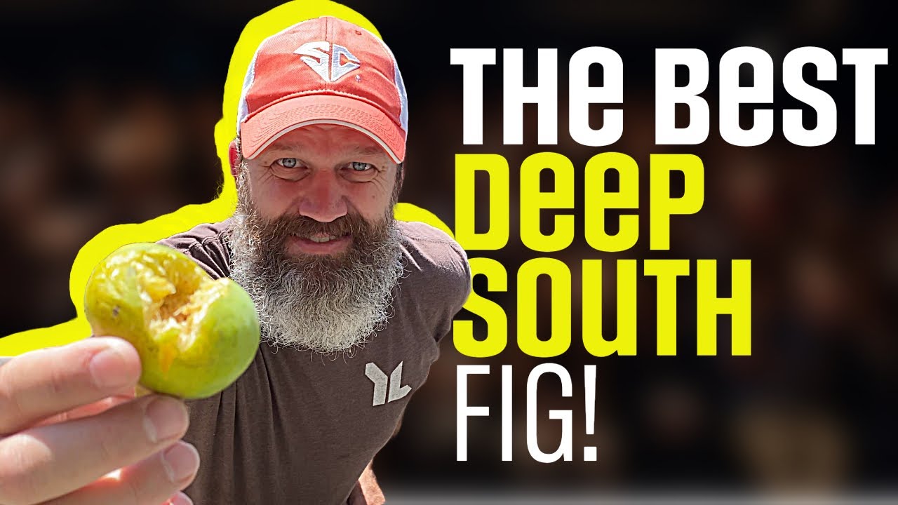 LSU Gold and Beer's Black Fig - Honey or Berry - EP 222