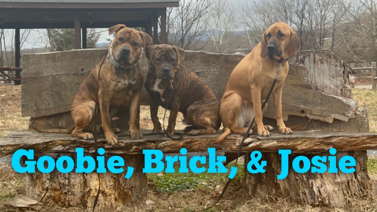 Presa Canarios Goobie & Brick and Mastiff/Hound Josie Fighting At Home Amazing Transformation!