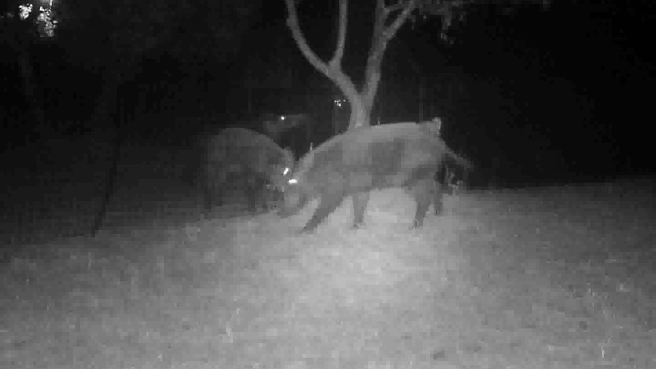 VIDEO - CINGHIALI ALLA FATTORIA DI MAIANO