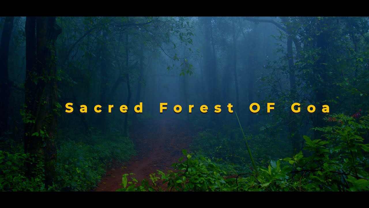 SACRED FOREST FILM