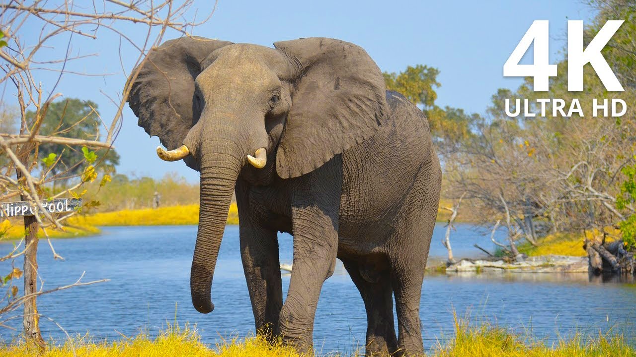 Majestic Elephants Roaming the Jungle | NatureLax