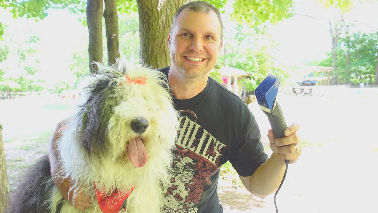 Old English Sheepdog Gets a Summer Haircut for the First Time