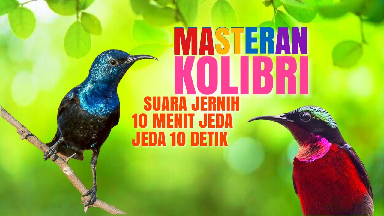 MASTERAN KOLIBRI PANCINGAN KONIN SUARA JERNIH DENGAN JEDA BIKIN GACOR