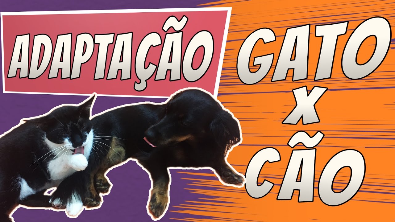 ADAPTAÇÃO | Como adaptar cães e gatos?