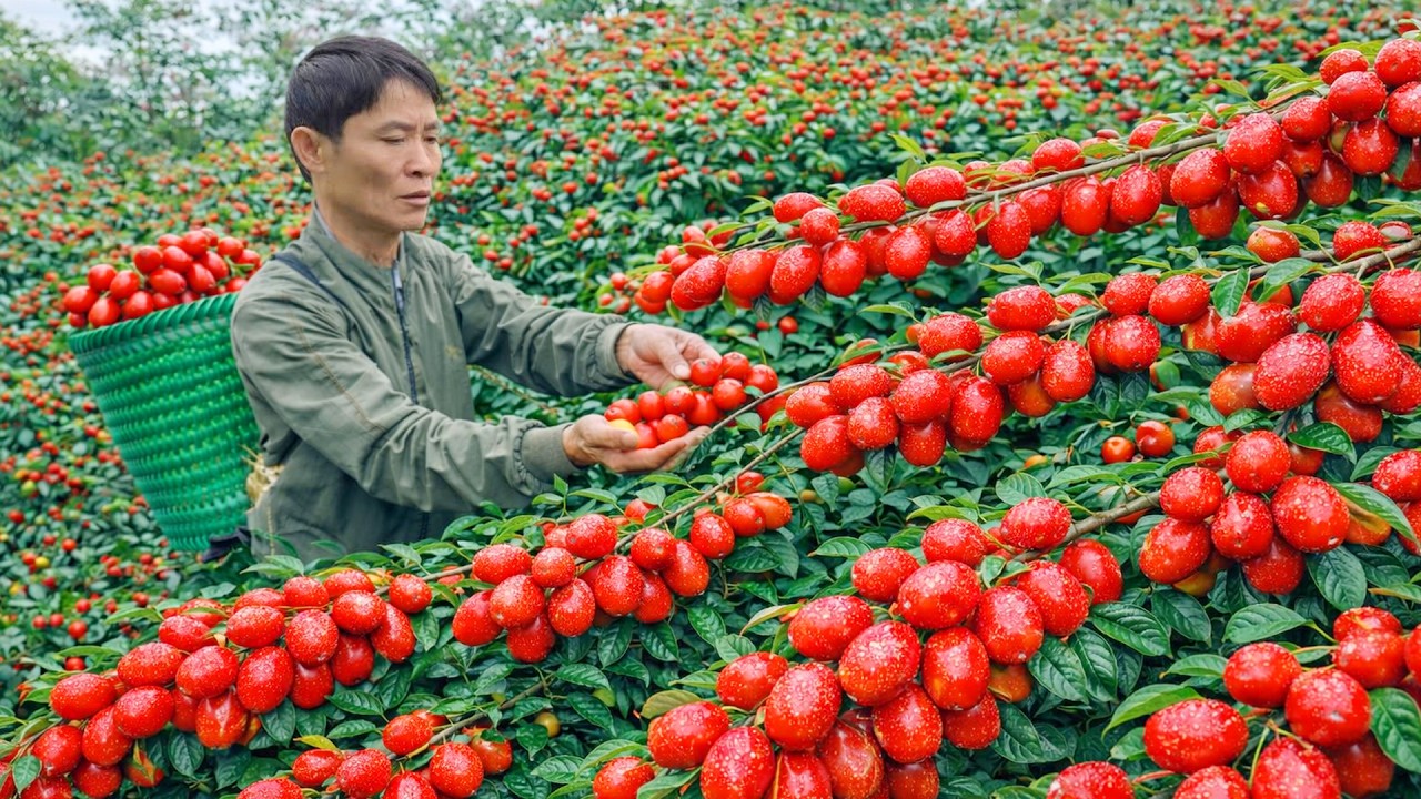 Ultimate Wild Jujube Harvest – Huge Red Fruit Basket & Busy Village Market
