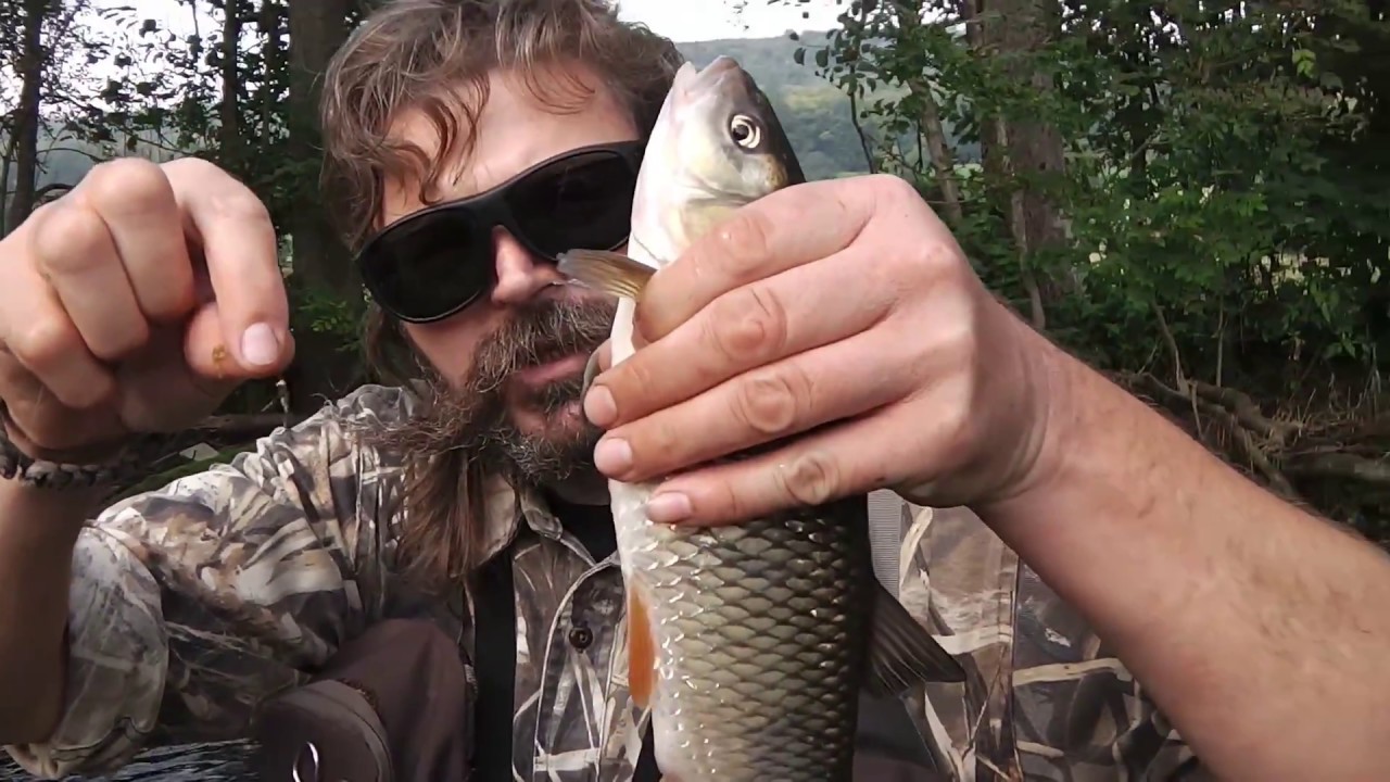BISS auf BISS am wilden Bach - Fliegenfischen auf Äsche, Forelle und Döbel - LIVEBISSE