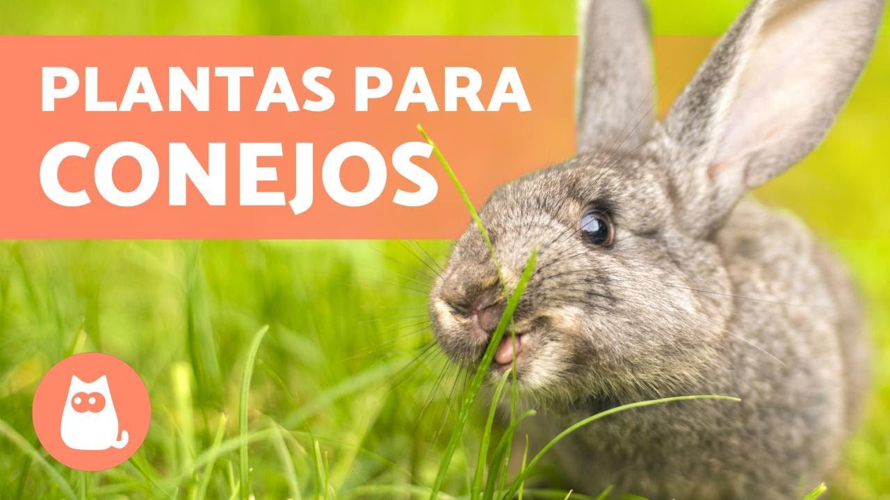 PLANTAS que puede COMER un CONEJO 🐰🌿 (Raíces, Tallos, Hojas y Hierbas Silvestres)