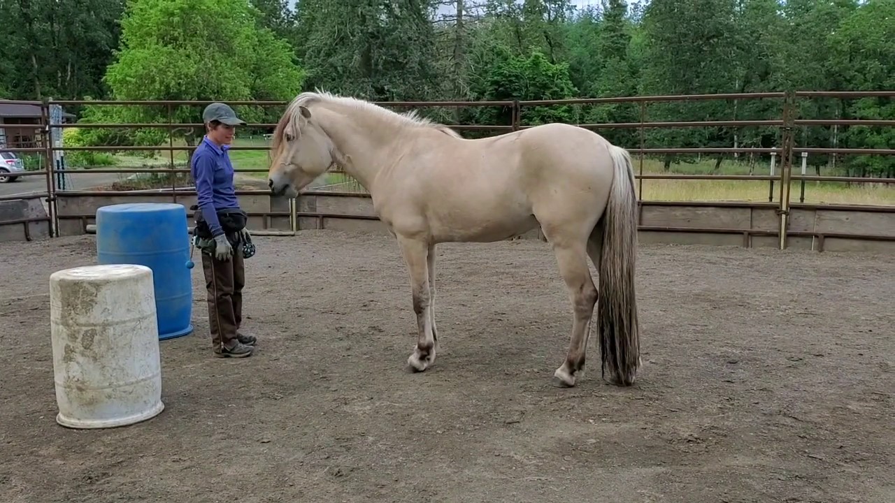Horses Fetching